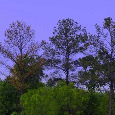 熊猫娱乐app下载手机版