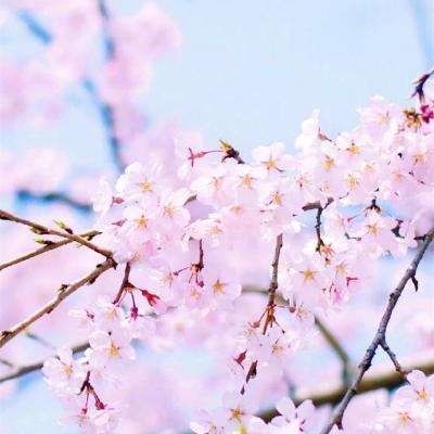 威斯尼斯入wns888入口中国